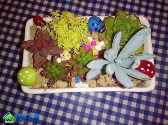 开元物业滨江区域贺田尚城服务处举办室内公益植树活动