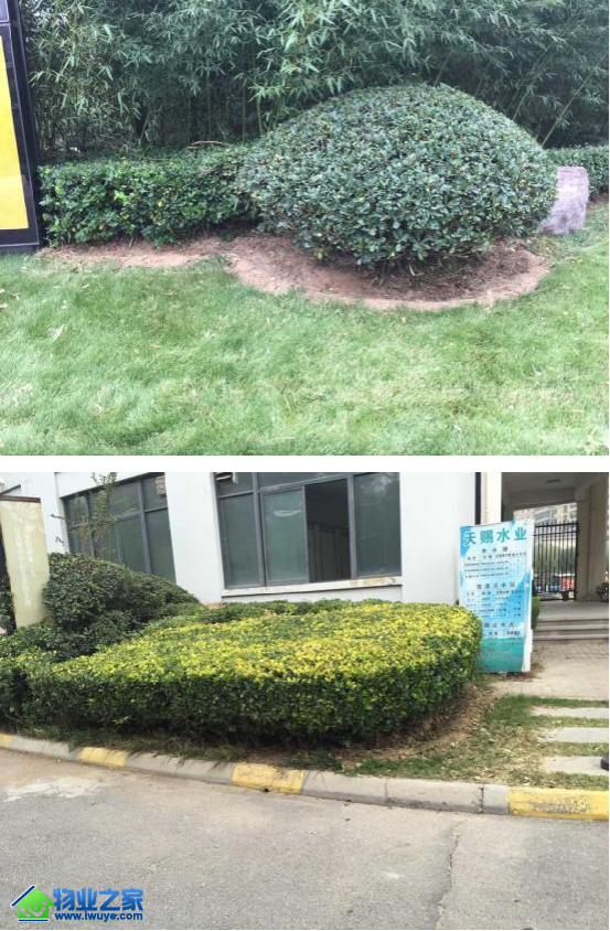 开元物业河南分公司组织绿化师傅植物造景整形修剪实操培训